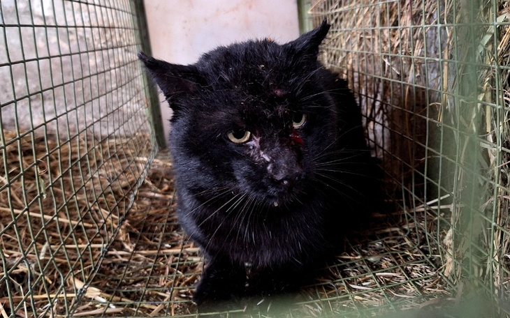Czarny kot w klatce, z widocznymi ranami na pyszczku.