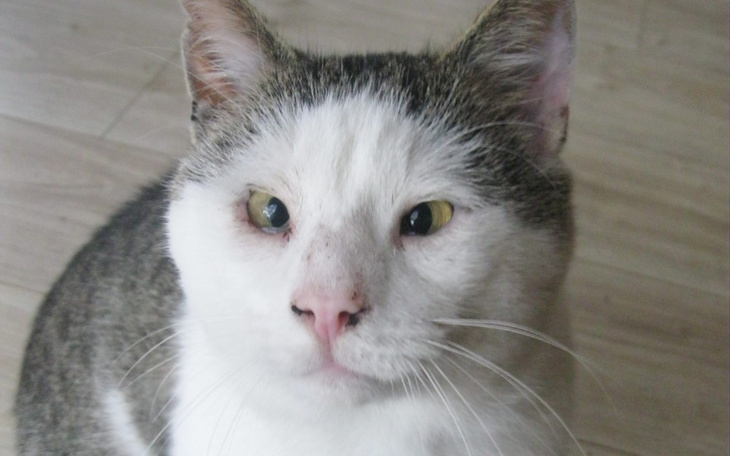 Zbiórka Maciuś zbiera na kastrację - zdjęcie główne