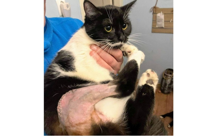 Zbiórka Na leczenie chorej łapki Anabell - zdjęcie główne