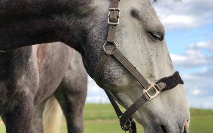 Zbiórka Leczenie siwego - zdjęcie główne