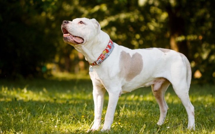 Zbiórka DAKS pies z serduszkiem na boku - zdjęcie główne