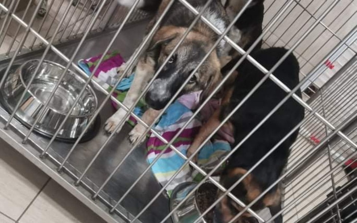 Zbiórka Koniec gehenny psów z Rusinowa - zdjęcie główne