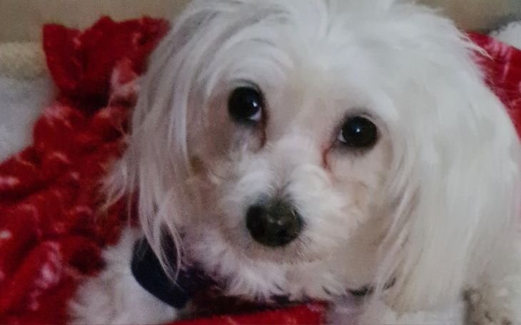 Biały pies z dużymi oczami, spoglądający w stronę kamery.