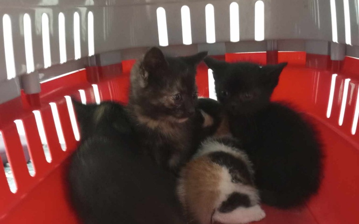 Zbiórka Dzieci strachu i lęku - zdjęcie główne