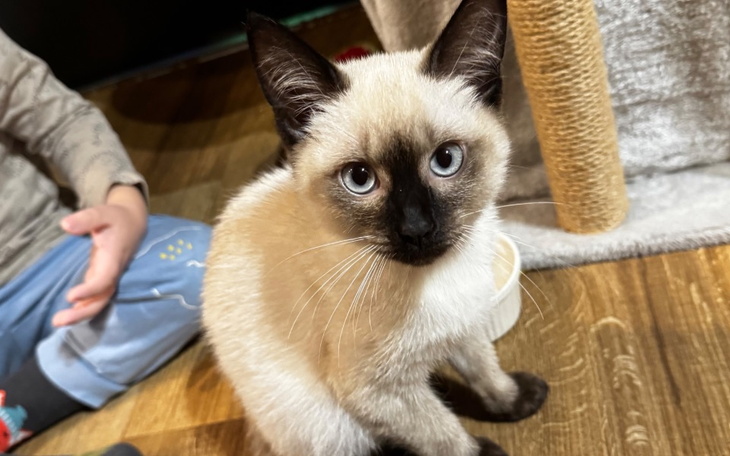 Kotek o niebieskich oczach siedzi na podłodze, obok dziecko.