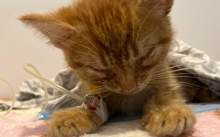 Zbiórka Ocalony w ostatnim momencie-kot - zdjęcie główne