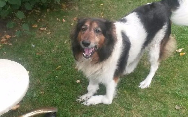 Zbiórka Operacja artrodezy Sapera - zdjęcie główne