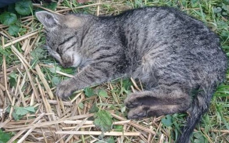 Zbiórka Błagam pomóż mi się nie urodzić - zdjęcie główne