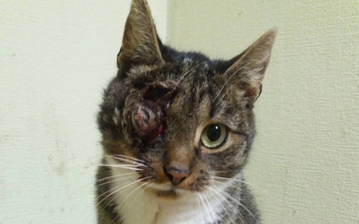 Zbiórka Ból zamiast oka - pomóż !! :( - zdjęcie główne