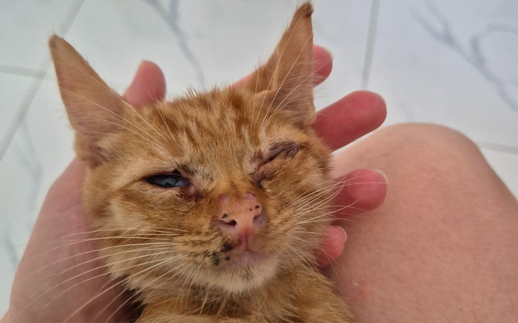 Rudy kot z jednym okiem, trzymany na rękach.