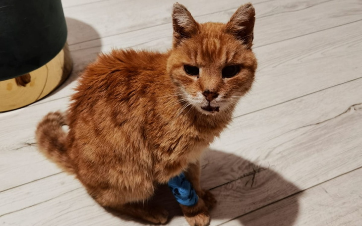 Stary kot z niebieskim bandażem na nodze.