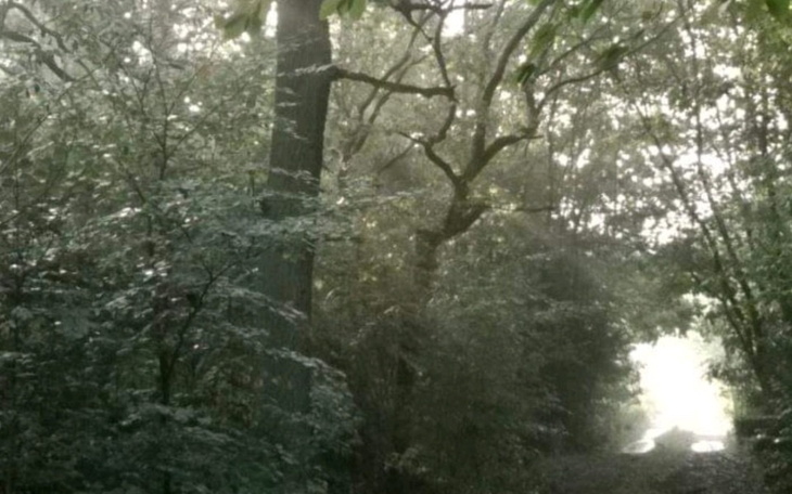 Zbiórka Pomocshadegiu - zdjęcie główne