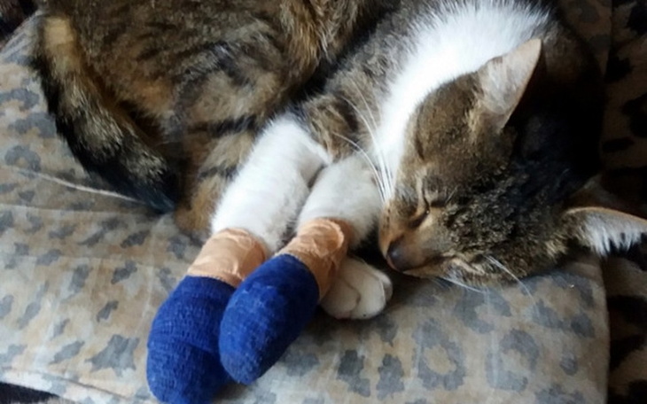 Zbiórka Leczenie Pucka - zdjęcie główne