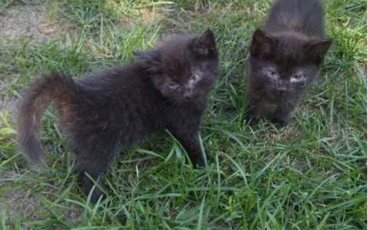 Zbiórka Wszystko dla kotów11 - zdjęcie główne