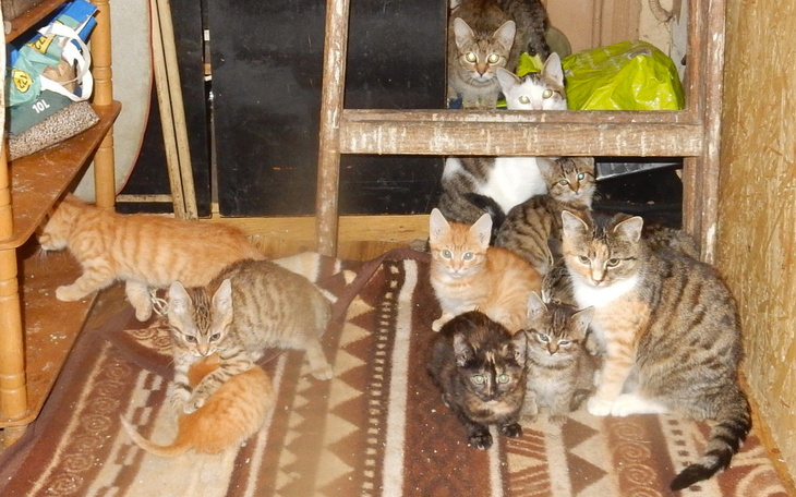 Grupa kotów w domowym otoczeniu.