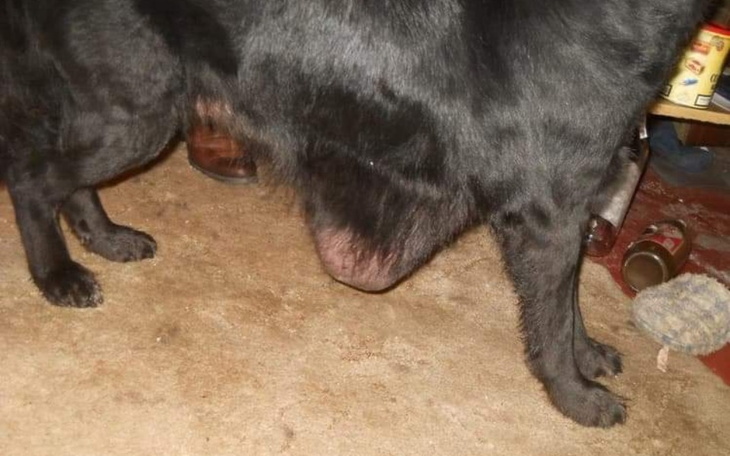 Zbiórka Dla chorej suczki pomóż jej - zdjęcie główne