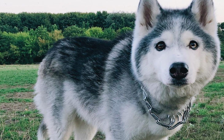 Zbiórka Potrzeba PSIOmocy - zdjęcie główne