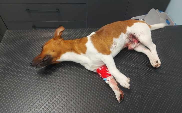 Zbiórka Amis - zdjęcie główne