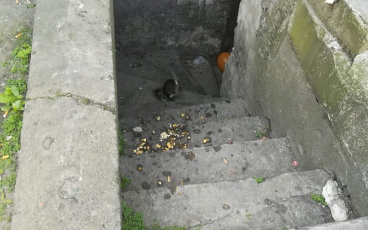 Zbiórka Kociaki z chlewu - zdjęcie główne