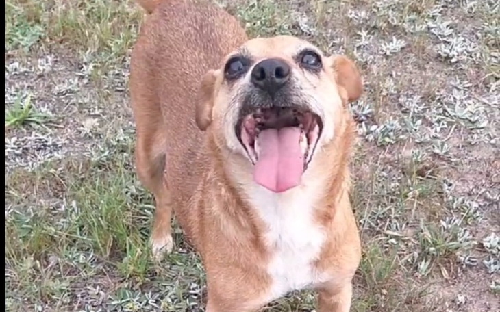 Zbiórka Pełna Miseczka dla Myszki - zdjęcie główne