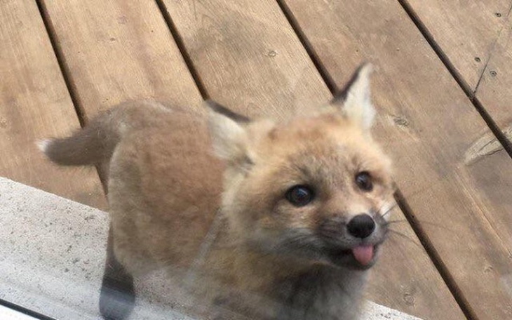 Zbiórka Na utrzymanie tego słodziaka :)) - zdjęcie główne