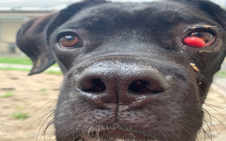 Zbiórka Rysiu z Opola - zdjęcie główne