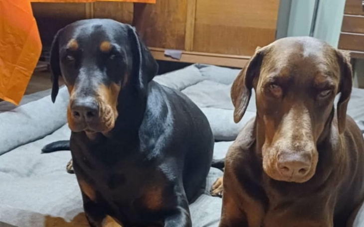 Zbiórka Jaga i Hana ,osierocone sunie - zdjęcie główne