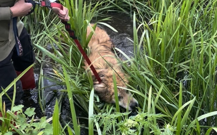 Zbiórka Ratujemy psa z bagna - zdjęcie główne