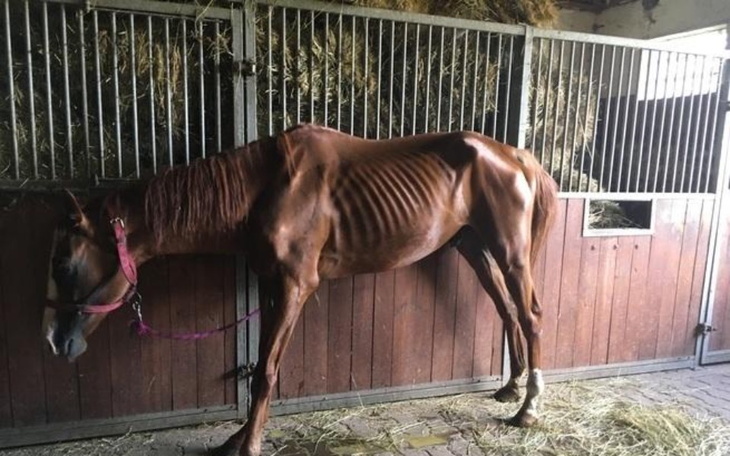 Zbiórka Na jedzenie dla biednych koni. - zdjęcie główne