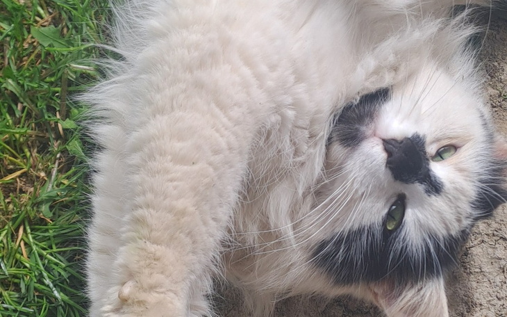 Zbiórka Na operacje dla mojego kota - zdjęcie główne