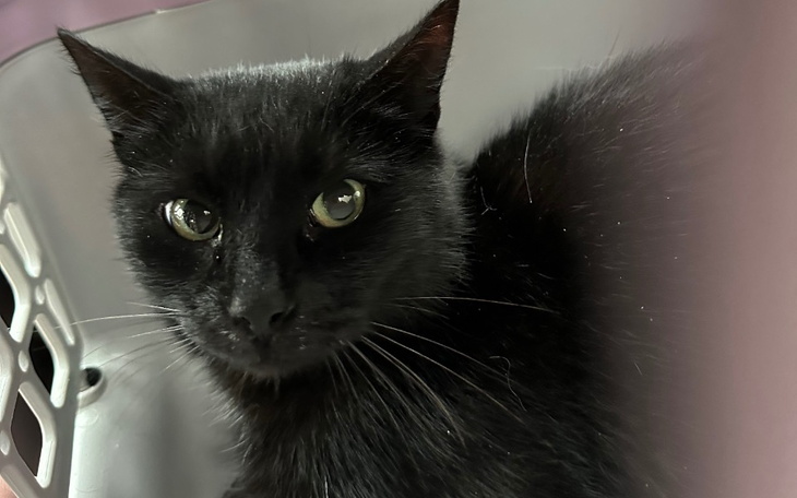 Zbiórka Na ratunek koteczce - zdjęcie główne