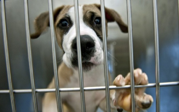 Zbiórka Pomoc dla psów ze schroniska ❤🐶 - zdjęcie główne