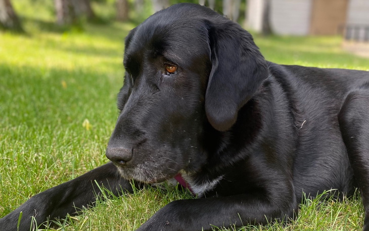 Czarny labrador leżący na trawie, z zamyślonym spojrzeniem.