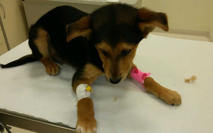 Zbiórka Walka z parwowirozą - zdjęcie główne