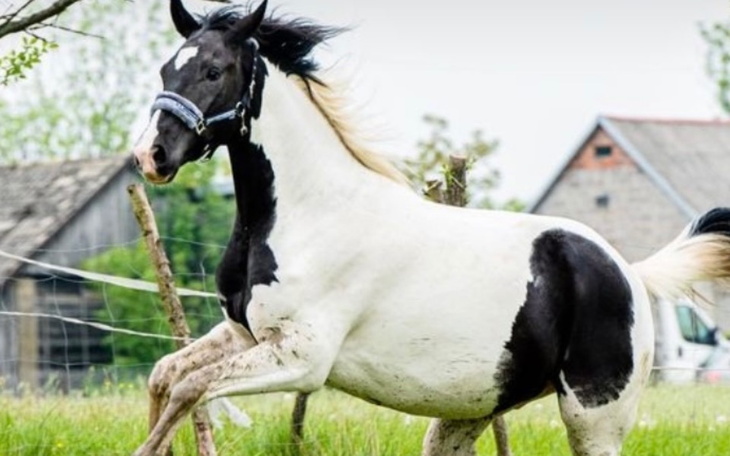 Zbiórka ikarija - zdjęcie główne