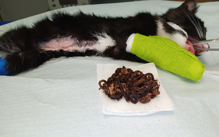 Zbiórka Trwa walka o życie małej Surimi - zdjęcie główne