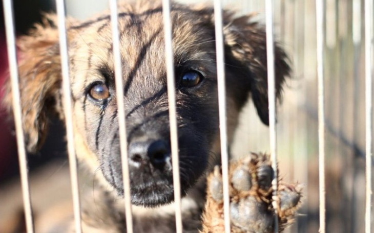 Zbiórka Schronisko w Józefowie - zdjęcie główne