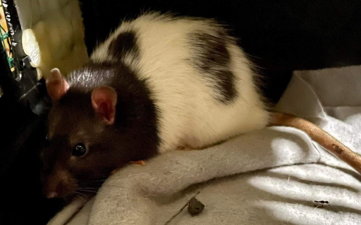 Zbiórka Leśne podrzutki - zdjęcie główne