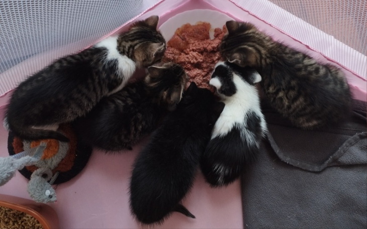 Zbiórka Uratowane kociaki - zdjęcie główne