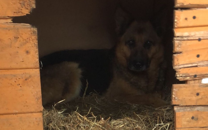 Zbiórka Na ratunek dla Suni - zdjęcie główne