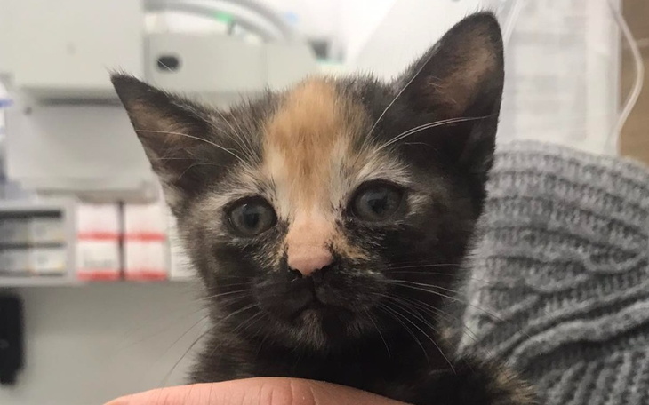 Zbiórka Dla kotków, na karmę,żwirek,weta - zdjęcie główne