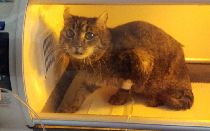 Kot w inkubatorze, wyglądający na chorego, w potrzebie pomocy.