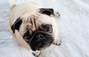 Zbiórka Na wymarzonego pieska mopsa - miniaturka zdjęcia