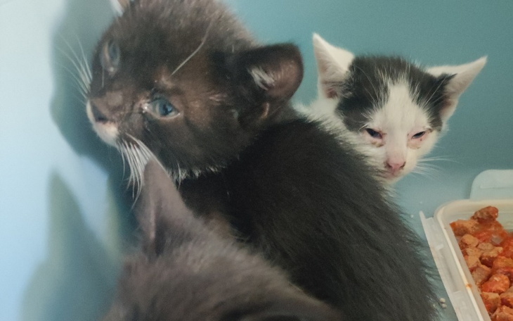 Zbiórka Na leczenie kociej rodziny - zdjęcie główne
