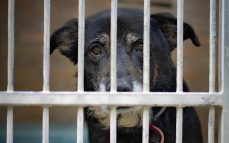 Zbiórka Pupile schroniskowe - zdjęcie główne