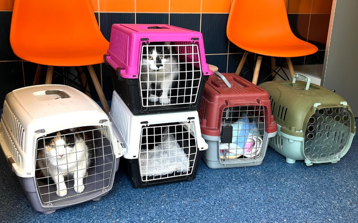 Zbiórka Dług w lecznicy za koty bezdomne - zdjęcie główne