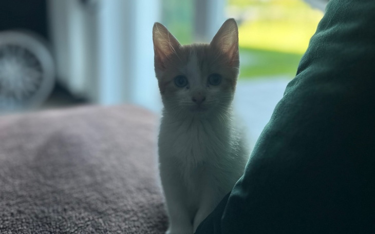 Zbiórka Pomoc dla Camber - zdjęcie główne