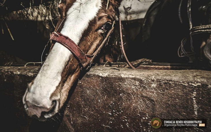 Zbliżenie na konia w stajni, z uprzężą na głowie.