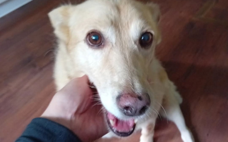 Szczęśliwy pies z uśmiechem, cieszący się z pieszczot.