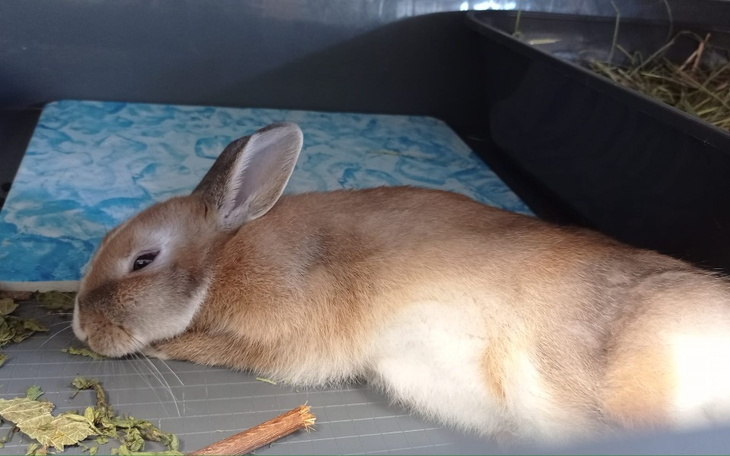 Zbiórka opłacenie faktur Uszatych Serc - zdjęcie główne